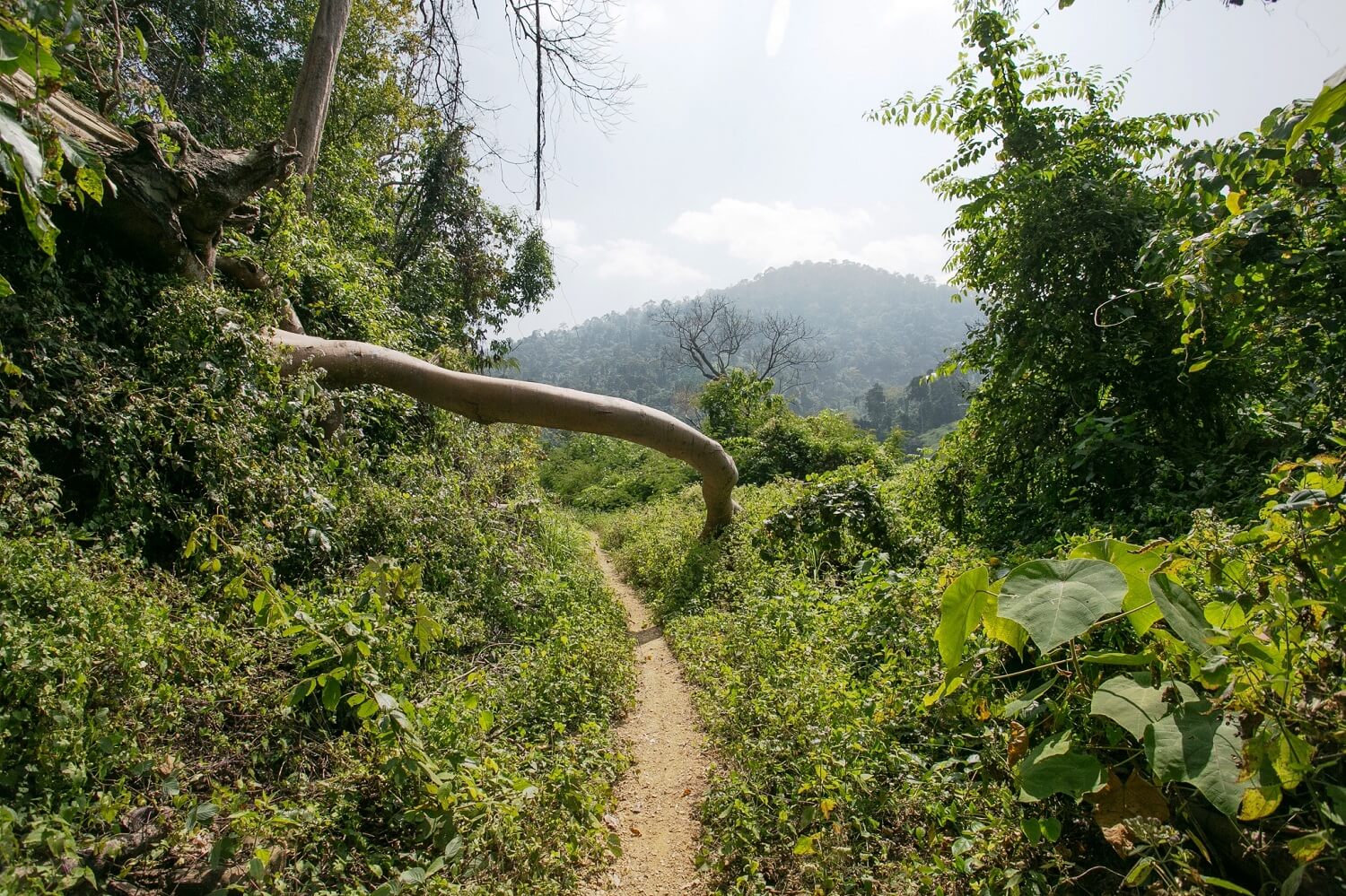 Cardamom Mountains Rainforests