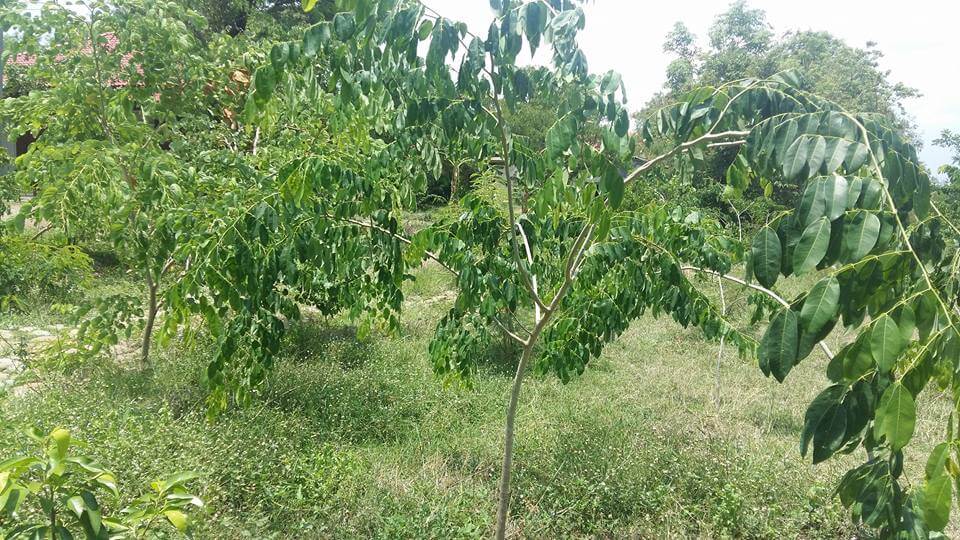 tree planting in Pailin